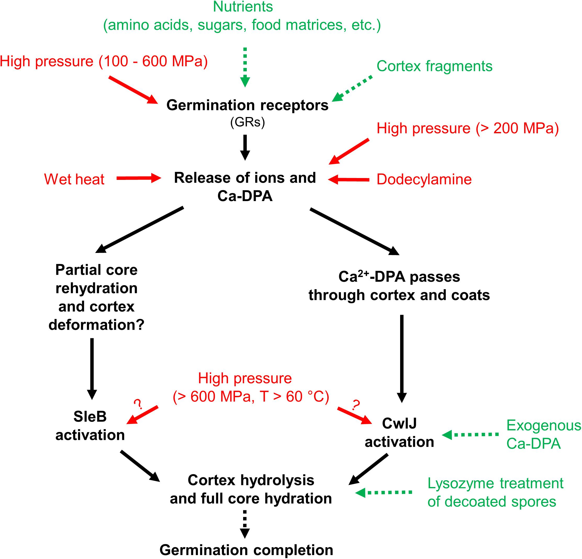 Food matrix. Bacteria Spore germination. Germination of bacteria. Spore formation in bacteria. Stage of population in bacterial germination of Spore.