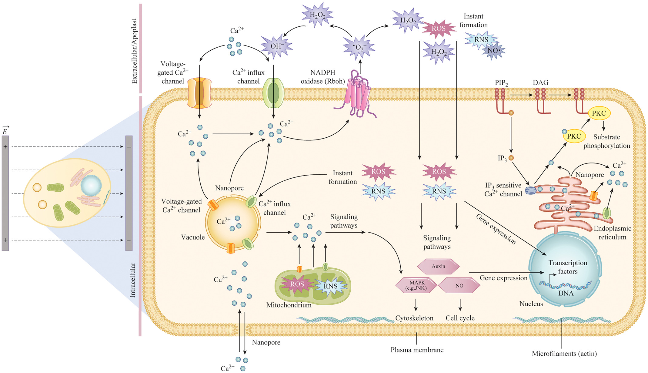 Enlarged view: nsPEF overview mechanisms