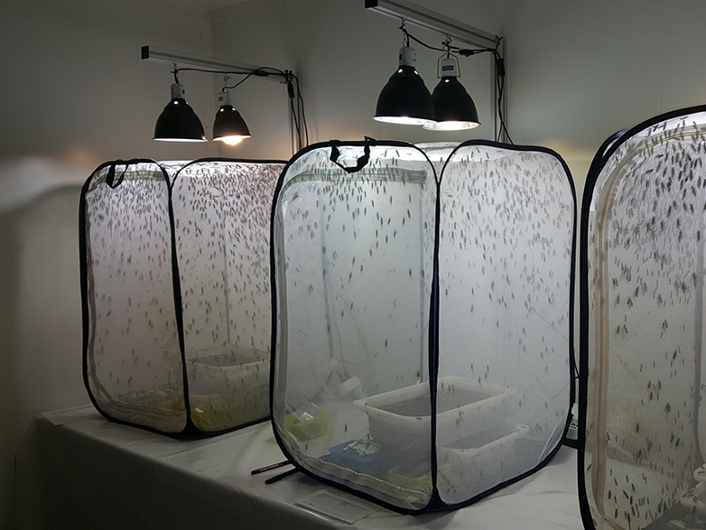 Enlarged view: “Love cages” at the Black Soldier Fly research facility at Eawag. (Photograph: Eawag)