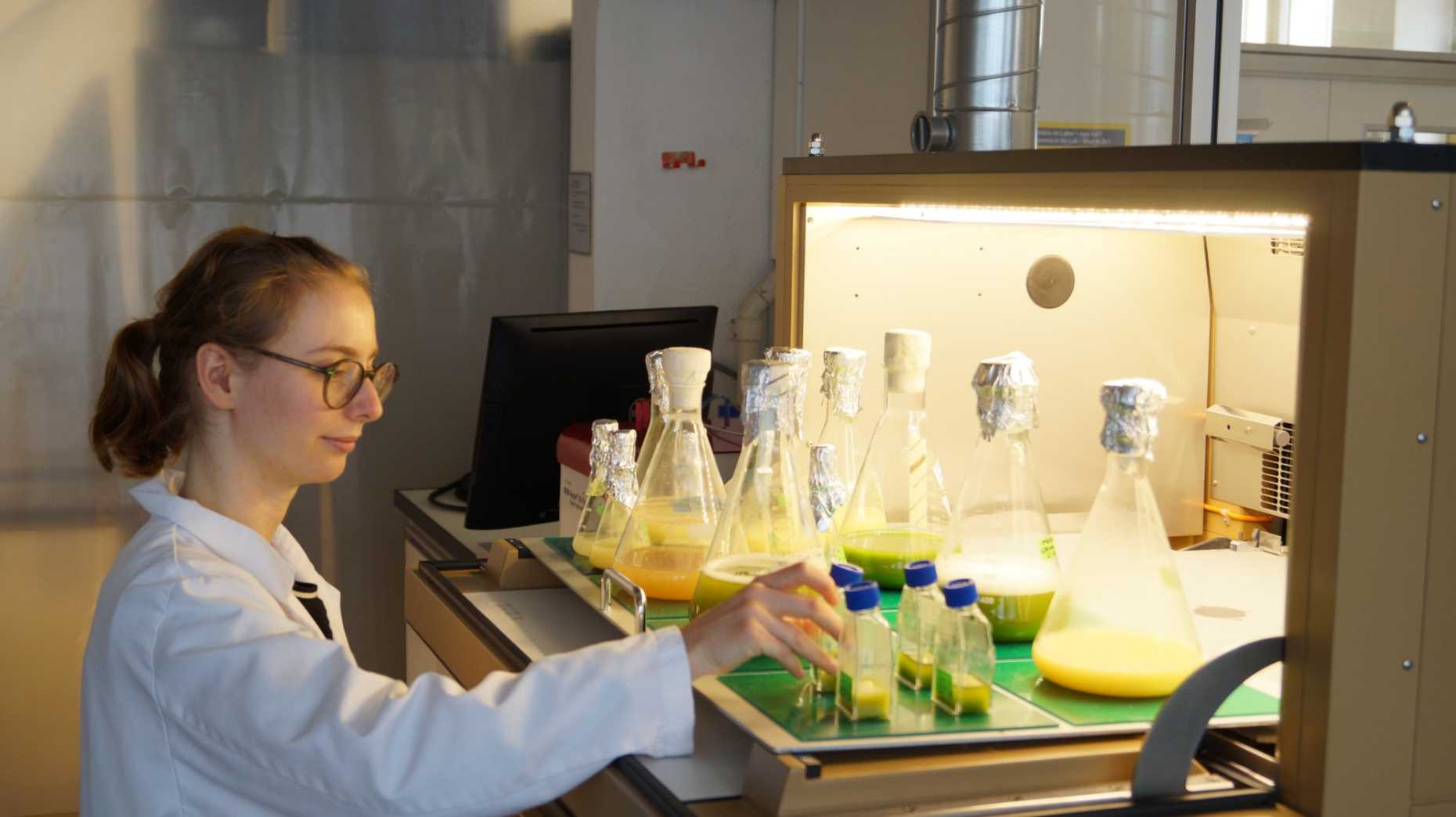 Enlarged view: Julia Baumgartner working on different microalgae cultivations in our shaking incubators (Photograph: Alexander Mathys)