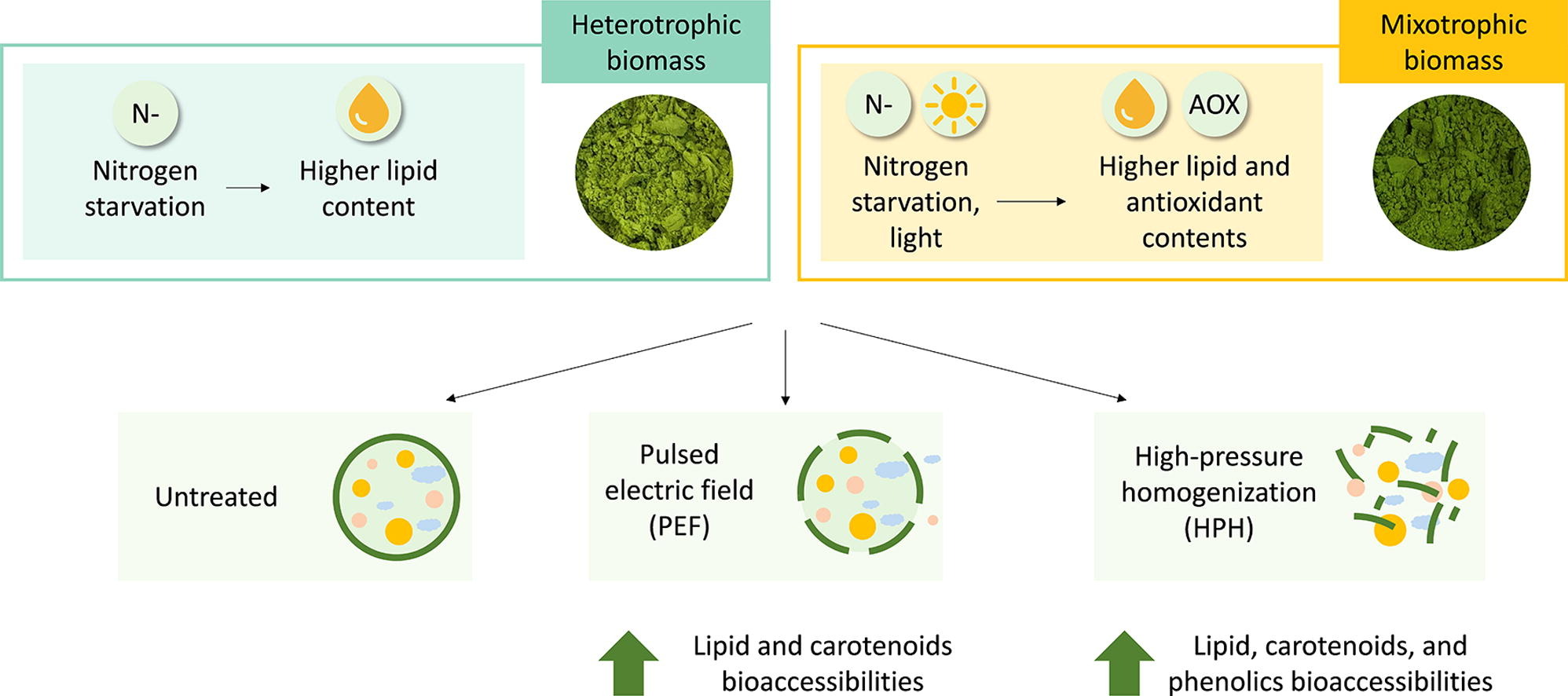 Enlarged view: A novel strategy to simultaneously enhance bioaccessible lipids and antioxidants