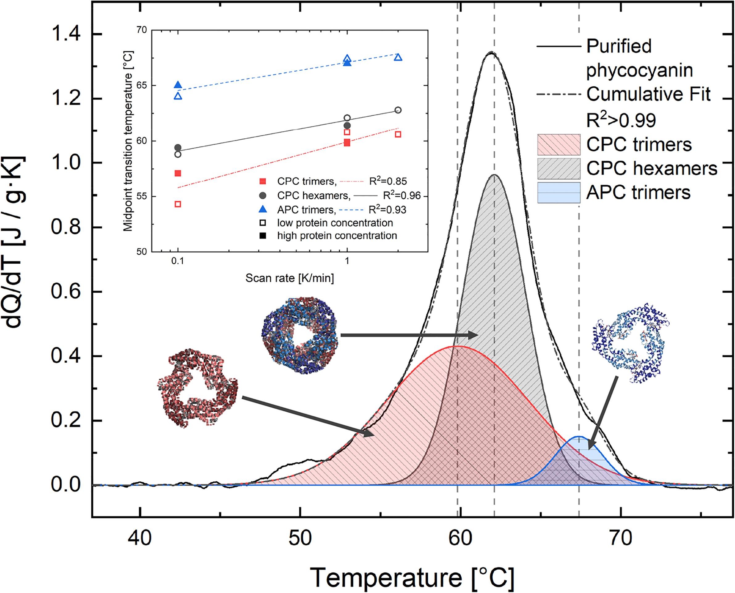 Enlarged view: Phycocyanin T Stability