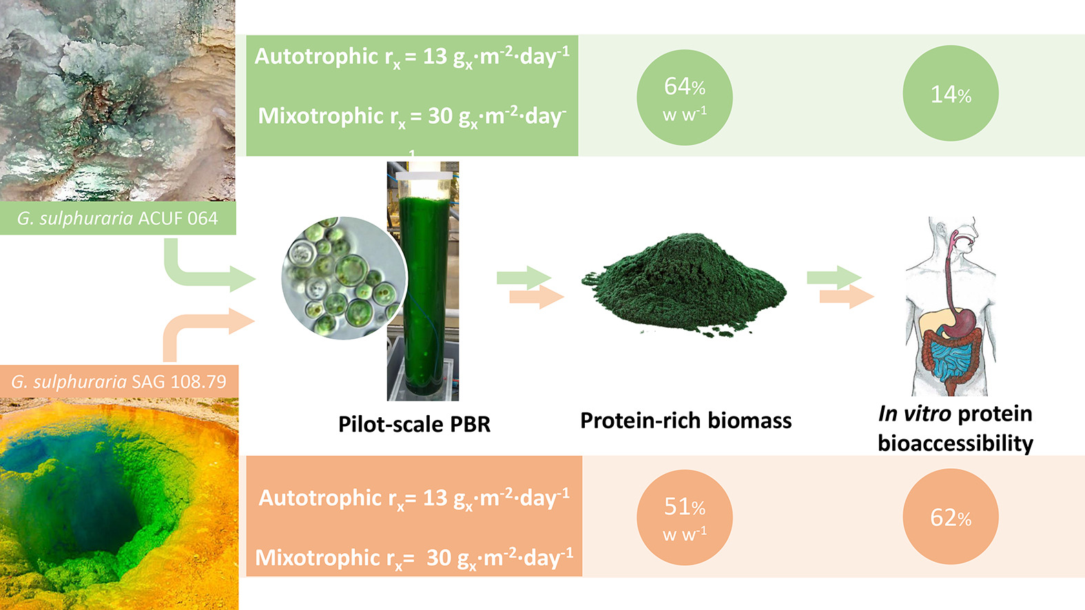 Enlarged view: Amino acid profile and protein bioaccessibility of two Galdieria