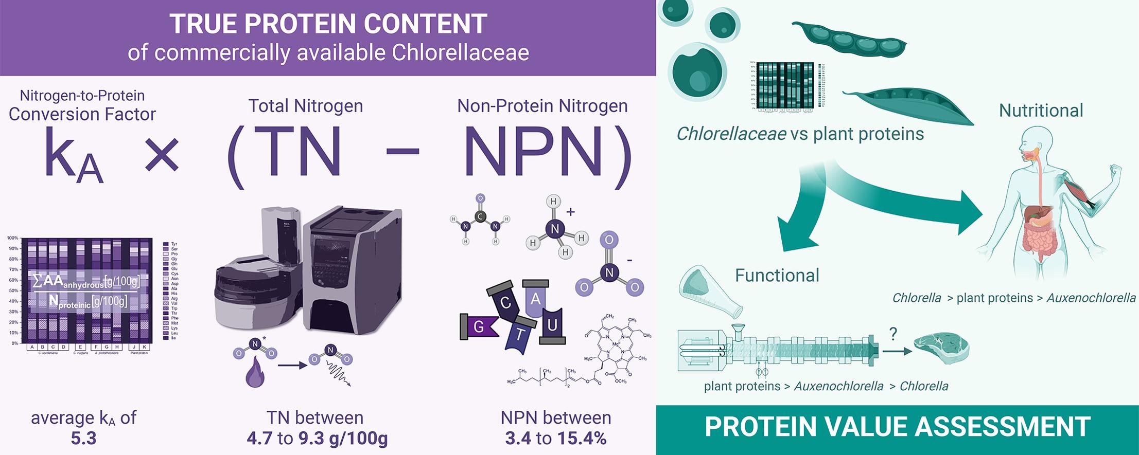 Enlarged view: A novel approach for the protein determination in food-relevant microalgae