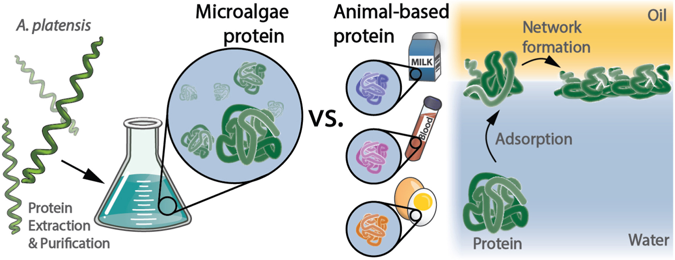 Enlarged view: Arthrospira platensis protein isolate for stabilization of fluid interfaces: Effect of physicochemical conditions and comparison to animal-based proteins