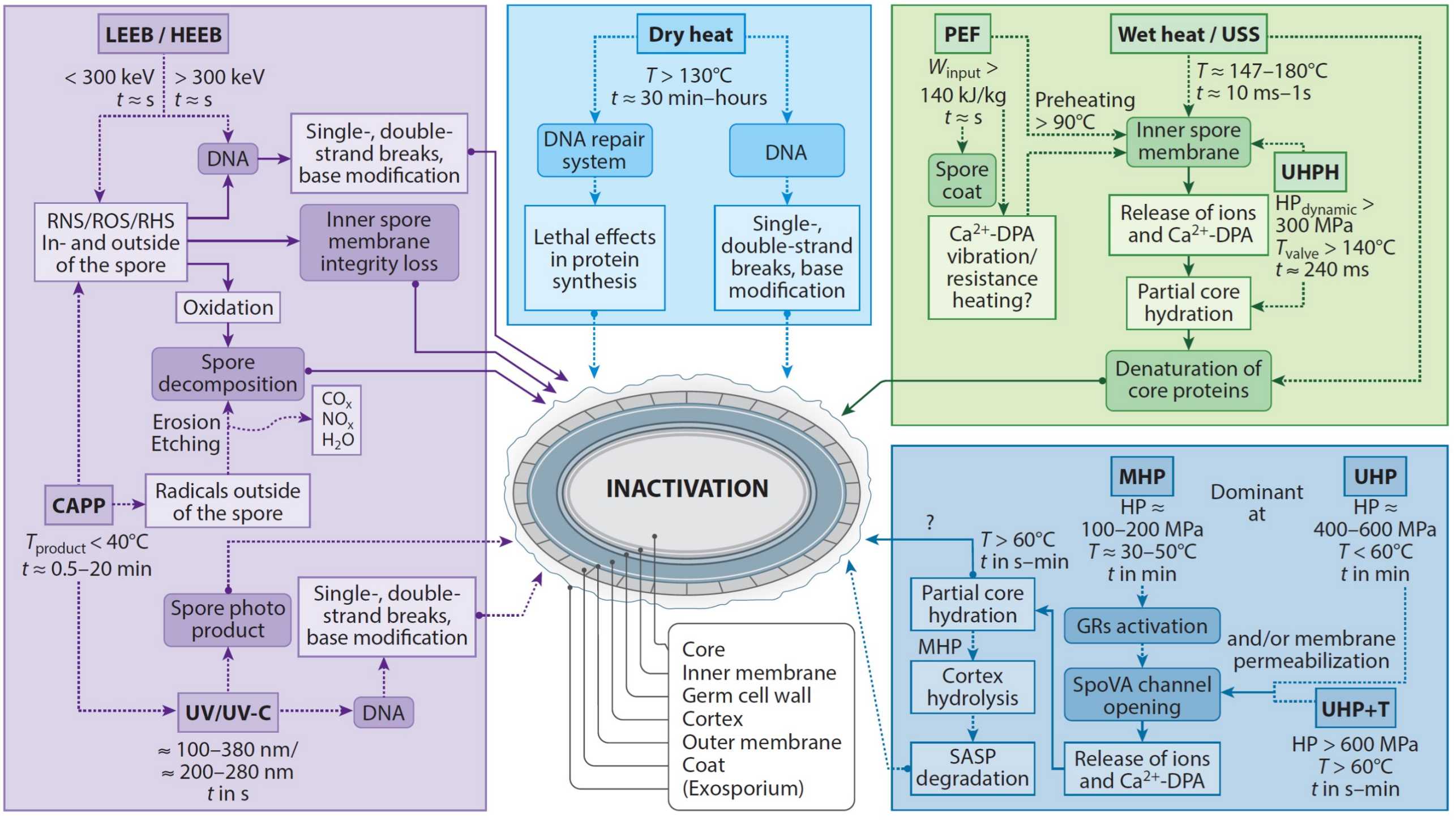 Enlarged view: Endospore Inactivation by Emerging Technologies